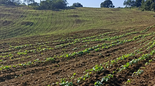 campo1