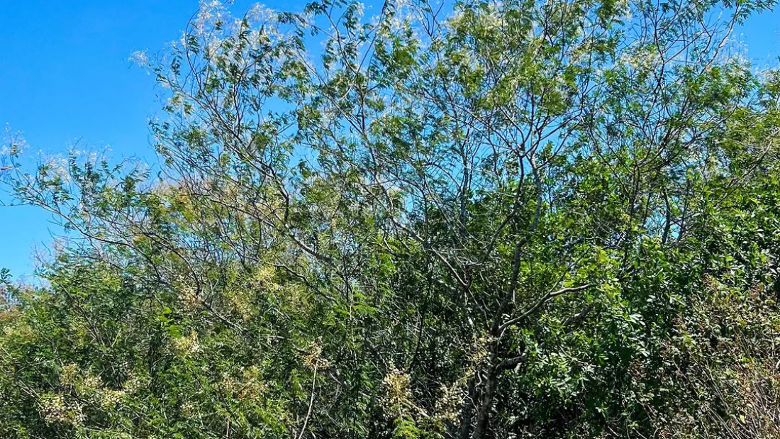 farmacopeia - luisa 3